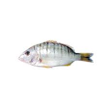 Image result for Lithognathus mormyrus