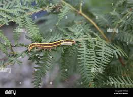 Attēlu rezultāti vaicājumam “Ceramica pisi”