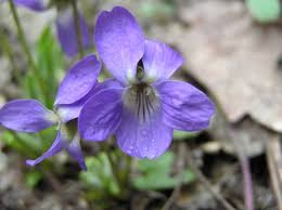 Attēlu rezultāti vaicājumam “Viola hirta”