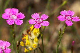 Attēlu rezultāti vaicājumam “Dianthus deltoides bud”