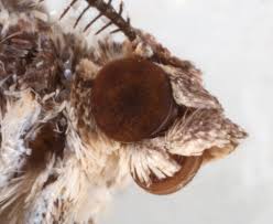 Attēlu rezultāti vaicājumam “Xanthorhoe spadicearia”