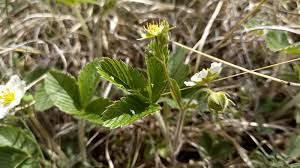 Attēlu rezultāti vaicājumam “Fragaria viridis leaf”