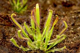 Image result for Drosera