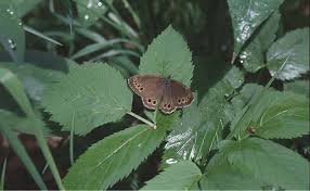 Attēlu rezultāti vaicājumam “Lopinga achine upperside”