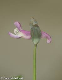 Attēlu rezultāti vaicājumam “Corydalis cava fruit”