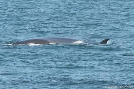 Image result for Balaenoptera borealis