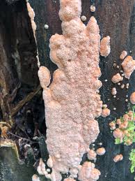 Attēlu rezultāti vaicājumam “Corticium roseum”