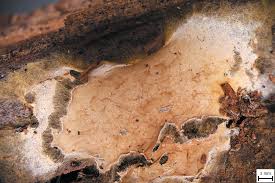 Attēlu rezultāti vaicājumam “Leucogyrophana sororia”