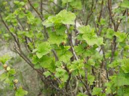 Attēlu rezultāti vaicājumam “Ribes nigrum leaf”