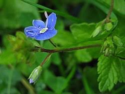 Attēlu rezultāti vaicājumam “Veronica chamaedrys bud”