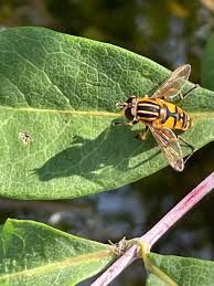 Attēlu rezultāti vaicājumam “Helophilus pendulus”
