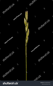 Attēlu rezultāti vaicājumam “Danthonia decumbens bud”