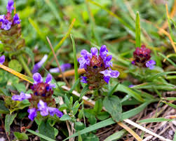 Attēlu rezultāti vaicājumam “Prunella vulgaris”