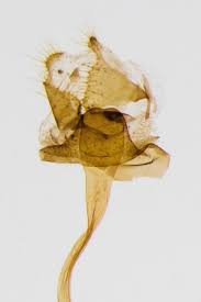 Attēlu rezultāti vaicājumam “Catoptria permutatellus”