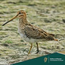 Attēlu rezultāti vaicājumam “Crex crex nest”