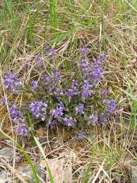 Attēlu rezultāti vaicājumam “Polygala vulgaris”
