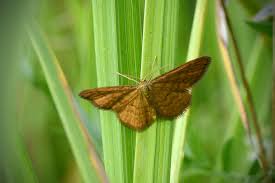 Attēlu rezultāti vaicājumam “Idaea serpentata”