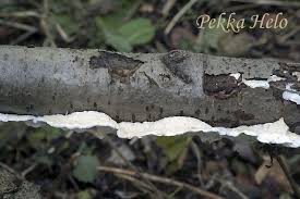 Attēlu rezultāti vaicājumam “Plicatura nivea”