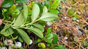 Attēlu rezultāti vaicājumam “Gaultheria cuneata”