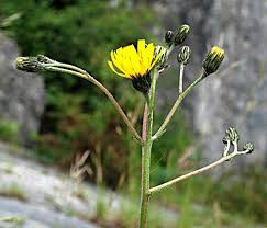 Attēlu rezultāti vaicājumam “Hieracium vulgatum”