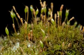Attēlu rezultāti vaicājumam “Cynodontium strumiferum”