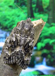 Attēlu rezultāti vaicājumam “Eurois occulta”