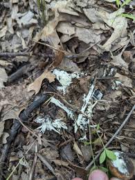 Attēlu rezultāti vaicājumam “Sebacina incrustans”