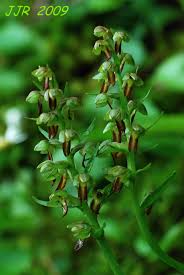 Attēlu rezultāti vaicājumam “Coeloglossum viride”