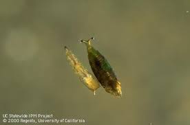 Attēlu rezultāti vaicājumam “Scardia boletella pupa”