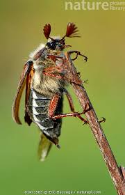 Attēlu rezultāti vaicājumam “Melolontha melolontha”