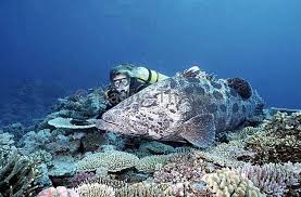 Image result for Epinephelus tukula