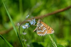 Attēlu rezultāti vaicājumam “Melitaea cinxia upperside”