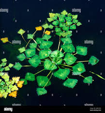 Attēlu rezultāti vaicājumam “Trapaceae”