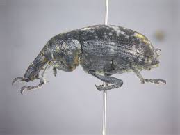 Attēlu rezultāti vaicājumam “Larinus sp.”