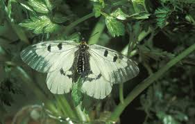 Attēlu rezultāti vaicājumam “Parnassius mnemosyne underside”