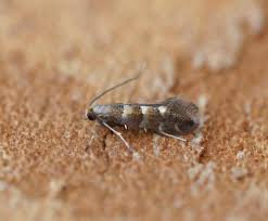 Attēlu rezultāti vaicājumam “Phyllonorycter sp.”