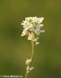 Attēlu rezultāti vaicājumam “Berteroa incana fruit”