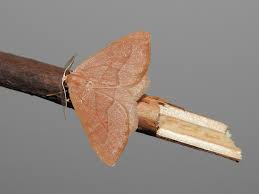 Attēlu rezultāti vaicājumam “Hylaea fasciaria”