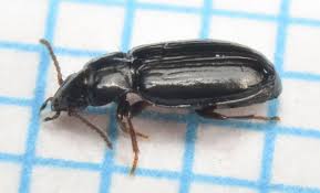 Attēlu rezultāti vaicājumam “Tachyta nana”