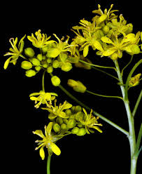 Image result for Isatis tinctoria