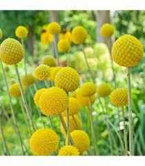 Attēlu rezultāti vaicājumam “Sisyrinchium montanum fruit”