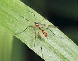 Attēlu rezultāti vaicājumam “Ptychoptera sp. female”