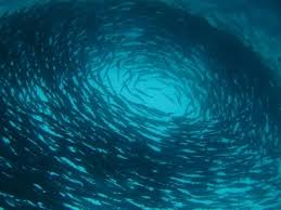 Image result for Tornado Divers