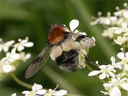 Attēlu rezultāti vaicājumam “Leucozona lucorum”