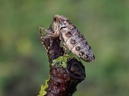 Attēlu rezultāti vaicājumam “Operophtera”