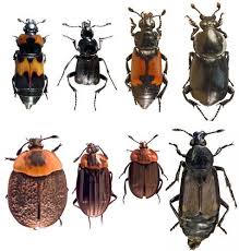 Attēlu rezultāti vaicājumam “Silphidae”