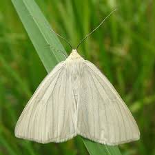 Attēlu rezultāti vaicājumam “Siona lineata”