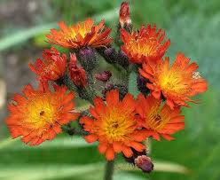 Image result for Hieracium aurantiacum