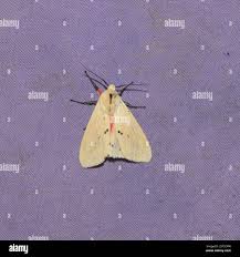 Attēlu rezultāti vaicājumam “Insecta”