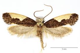 Attēlu rezultāti vaicājumam “Monopis monachella”